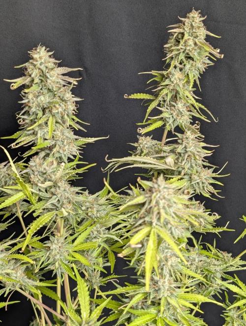 Guava X Gelato 41 x3. Week 10