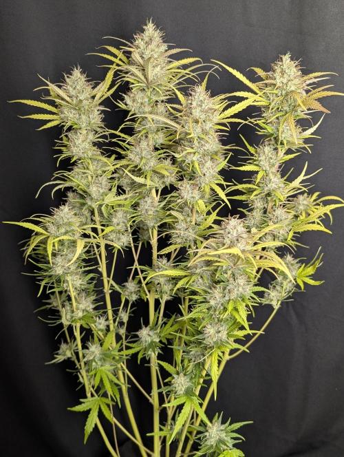 Guava X Gelato 41 x3. Week 10 - 2