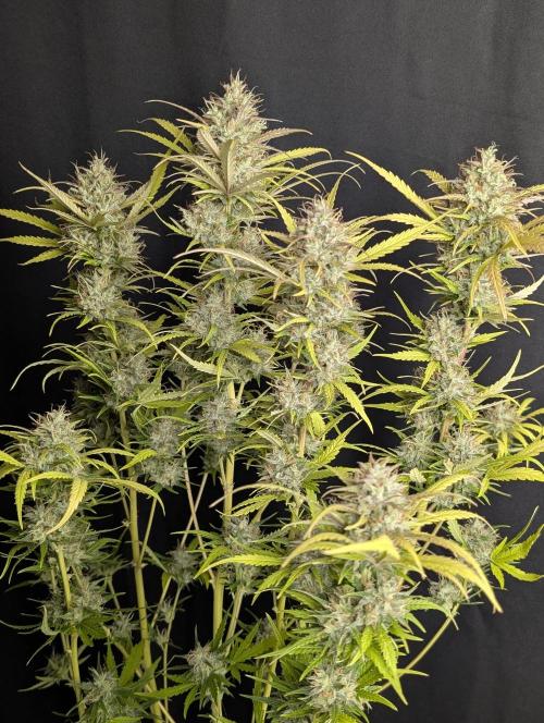 Guava X Gelato 41 x3. Week 10
