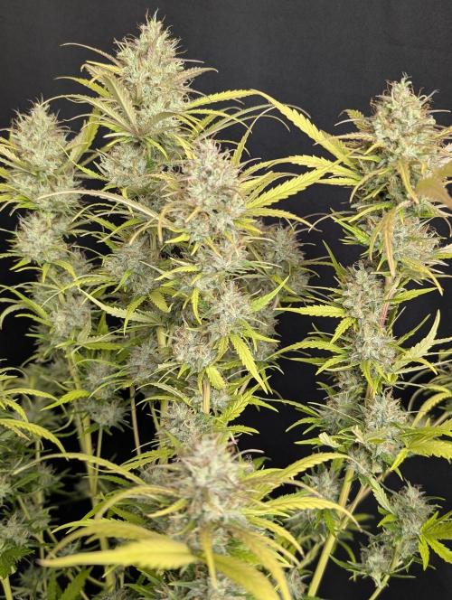 Guava X Gelato 41 x3. Week 10