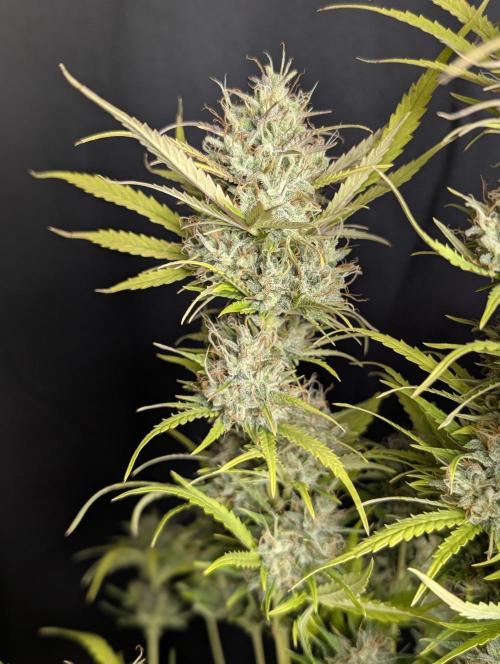 Guava X Gelato 41 x3. Week 10
