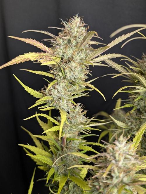 Guava X Gelato 41 x3. Week 10