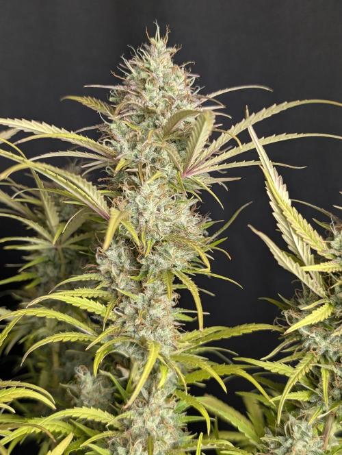Guava X Gelato 41 x3. Week 10