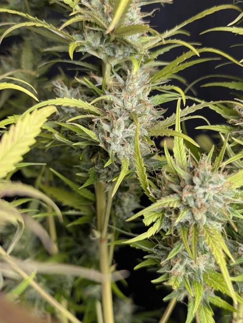 Guava X Gelato 41 x3. Week 10