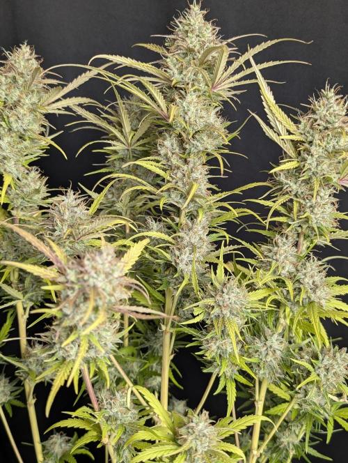 Guava X Gelato 41 x3. Week 10