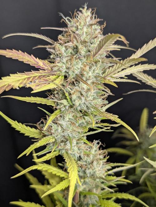 Guava X Gelato 41 x3. Week 10