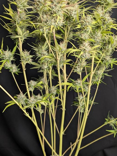 Guava X Gelato 41 x3. Week 10