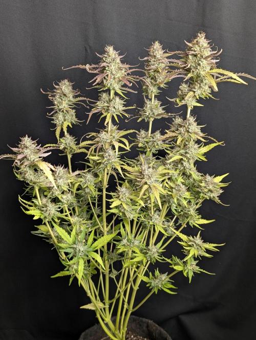 Guava X Gelato 41 x3. Week 10 - 3