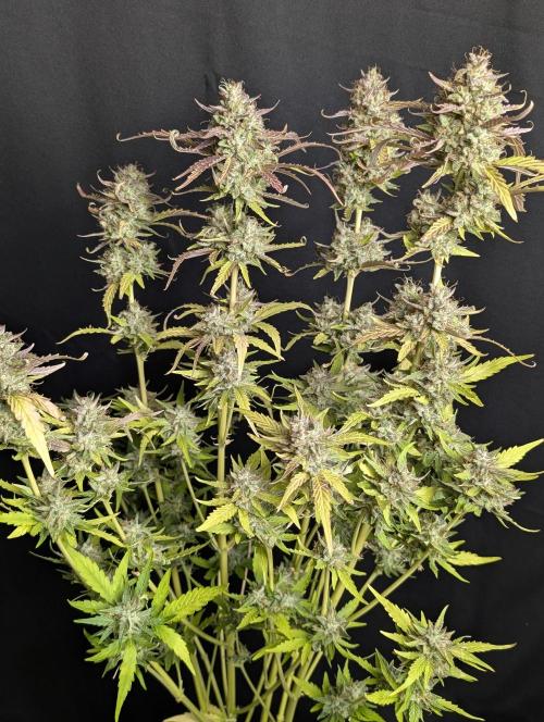 Guava X Gelato 41 x3. Week 10