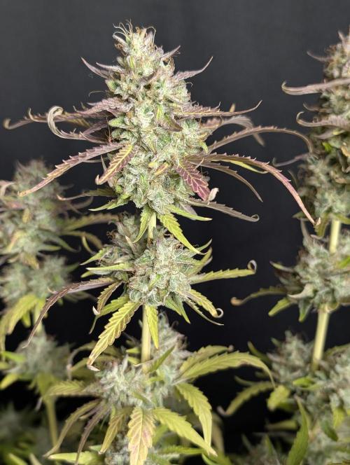 Guava X Gelato 41 x3. Week 10
