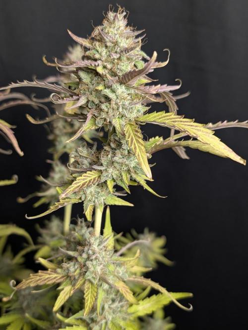 Guava X Gelato 41 x3. Week 10