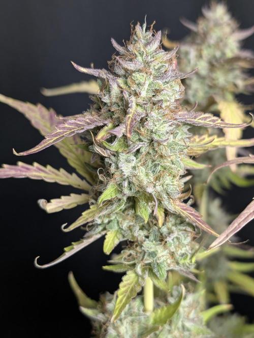 Guava X Gelato 41 x3. Week 10