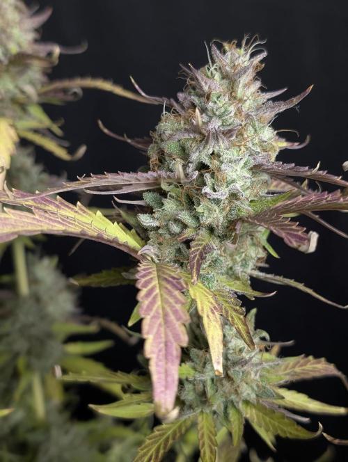 Guava X Gelato 41 x3. Week 10