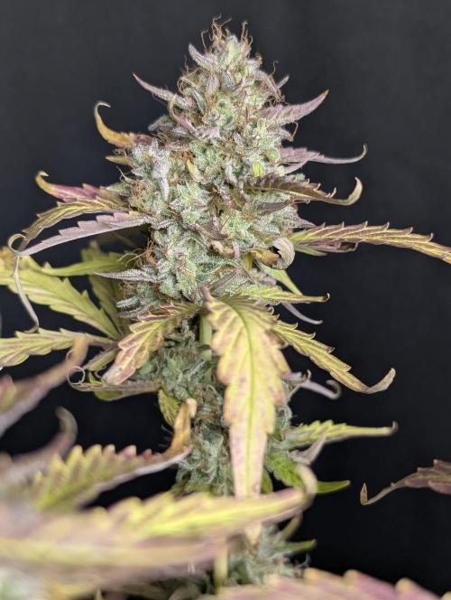Guava X Gelato 41 x3. Week 10