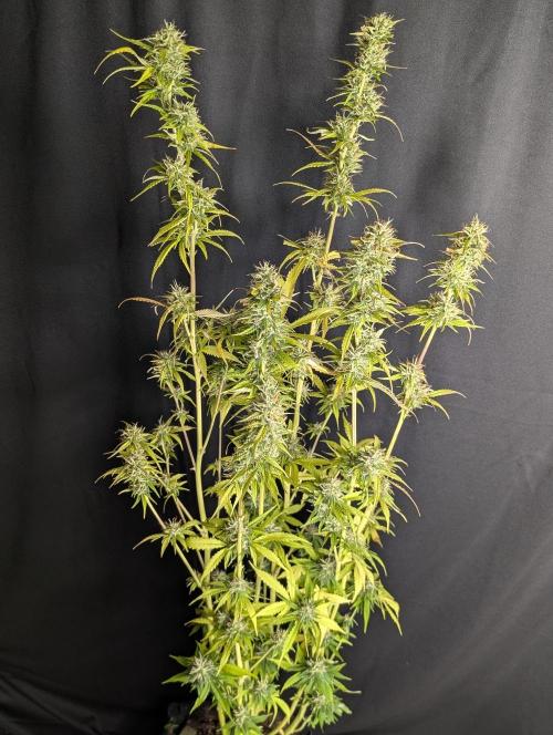 Purple Lemon Tree XLL x4. Week 10 - 1