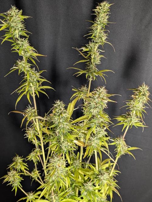 Purple Lemon Tree XLL x4. Week 10