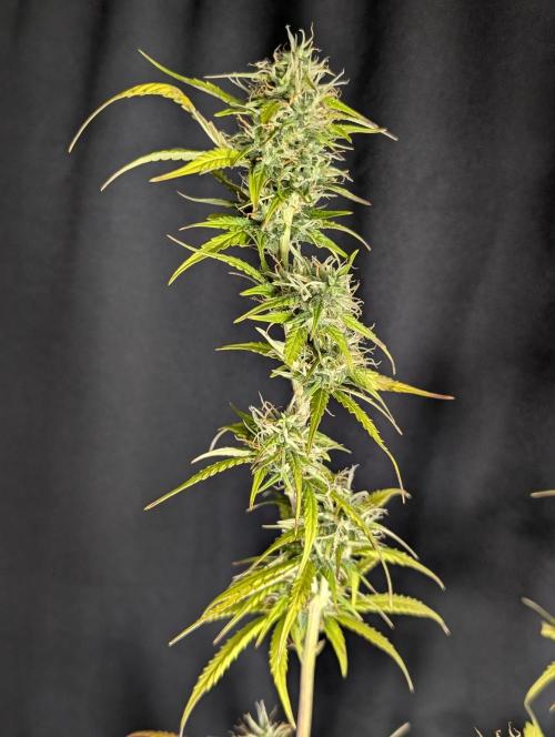 Purple Lemon Tree XLL x4. Week 10