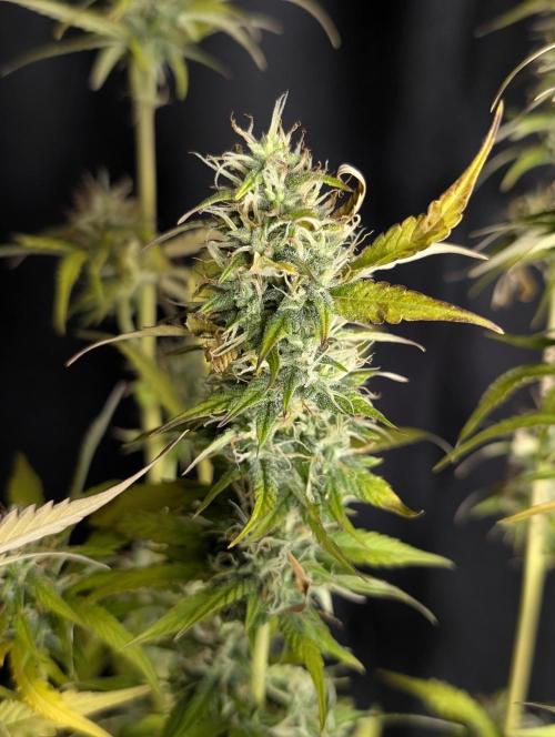 Purple Lemon Tree XLL x4. Week 10