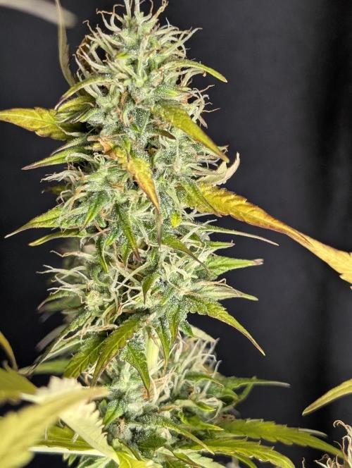 Purple Lemon Tree XLL x4. Week 10