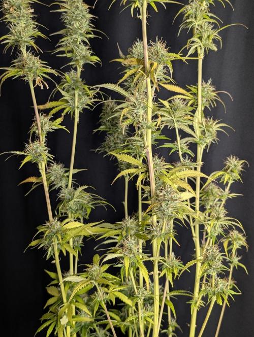 Purple Lemon Tree XLL x4. Week 10