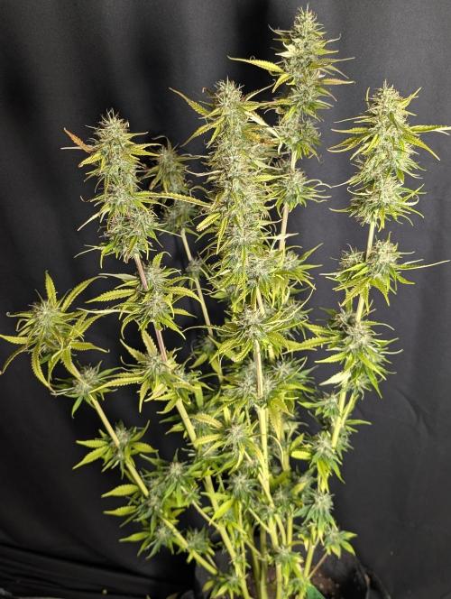 Purple Lemon Tree XLL x4. Week 10 - 2