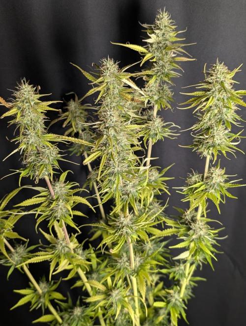 Purple Lemon Tree XLL x4. Week 10