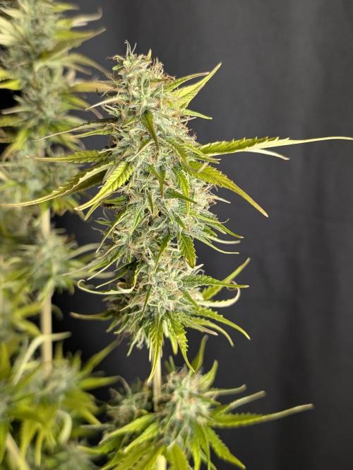 Purple Lemon Tree XLL x4. Week 10