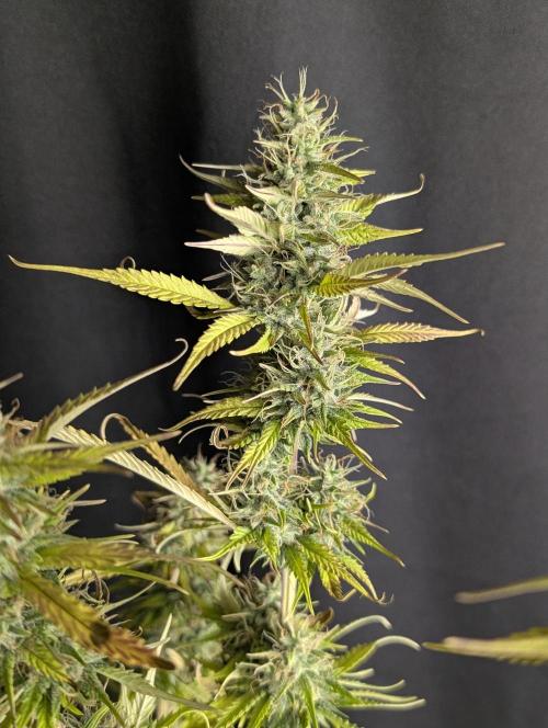 Purple Lemon Tree XLL x4. Week 10