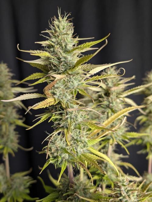Purple Lemon Tree XLL x4. Week 10