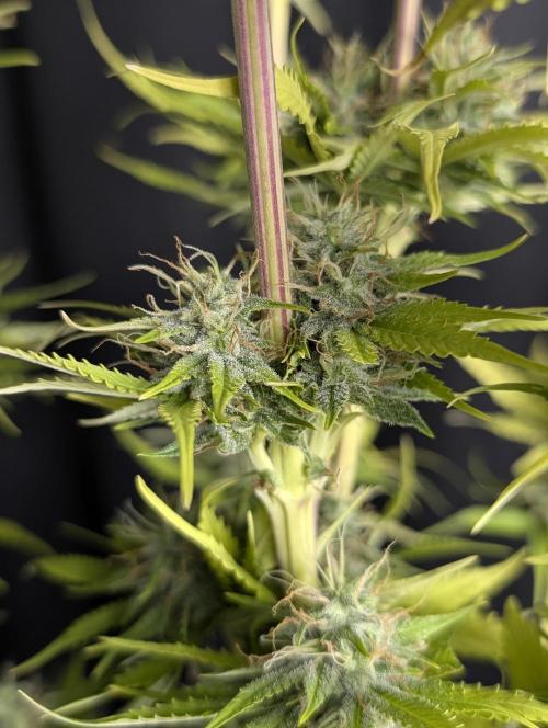 Purple Lemon Tree XLL x4. Week 10