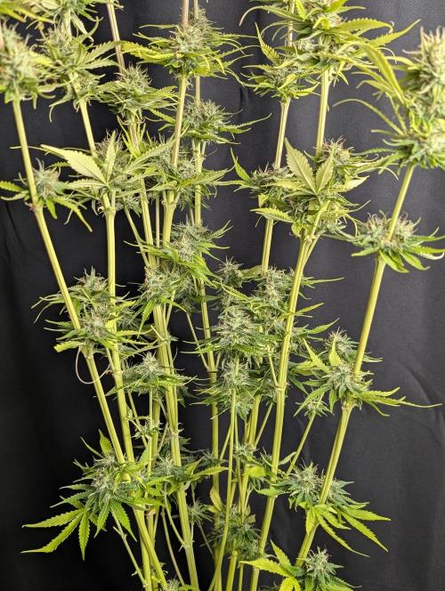 Purple Lemon Tree XLL x4. Week 10
