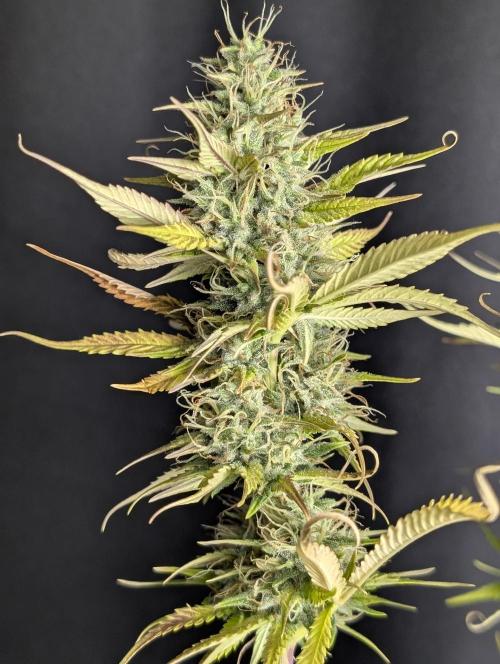 Purple Lemon Tree XLL x4. Week 10