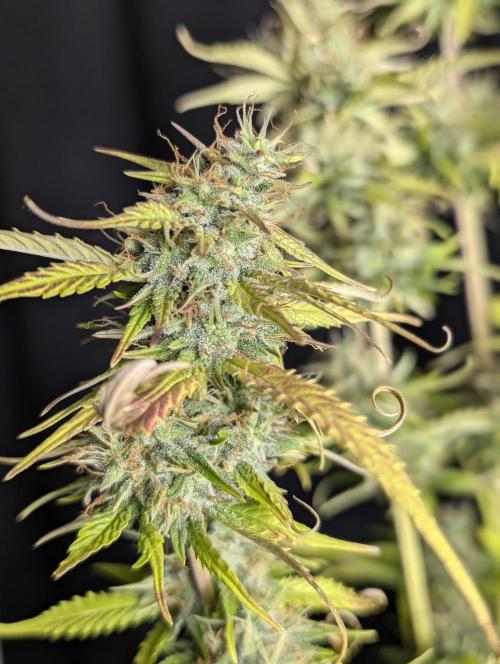Purple Lemon Tree XLL x4. Week 10