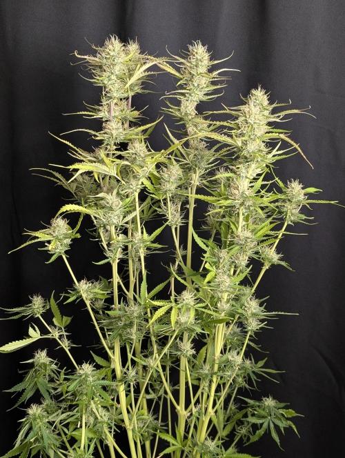 Purple Lemon Tree XLL x4. Week 10 - 3