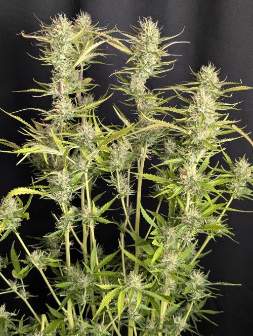 Purple Lemon Tree XLL x4. Week 10