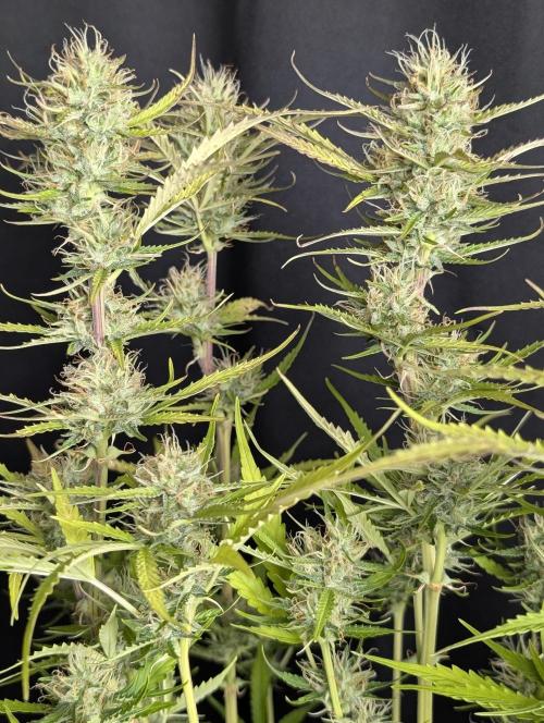 Purple Lemon Tree XLL x4. Week 10