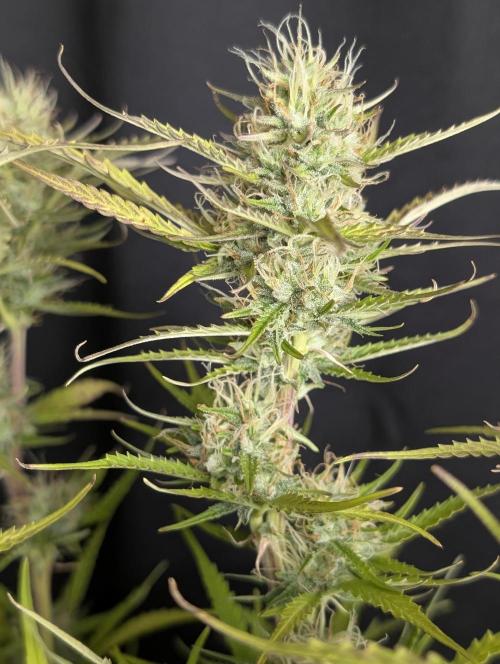 Purple Lemon Tree XLL x4. Week 10