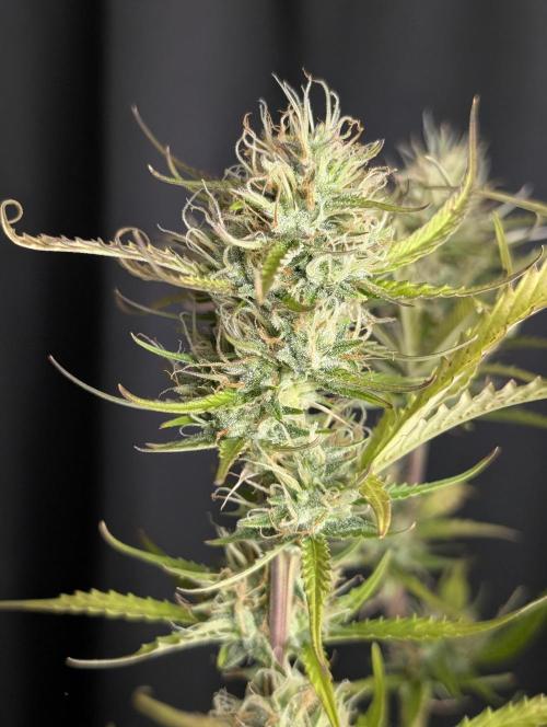 Purple Lemon Tree XLL x4. Week 10