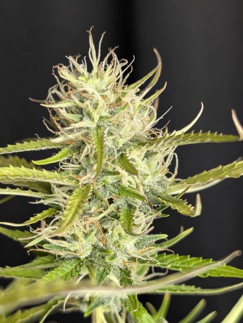 Purple Lemon Tree XLL x4. Week 10