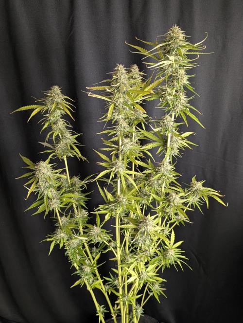 Purple Lemon Tree XLL x4. Week 10 - 4