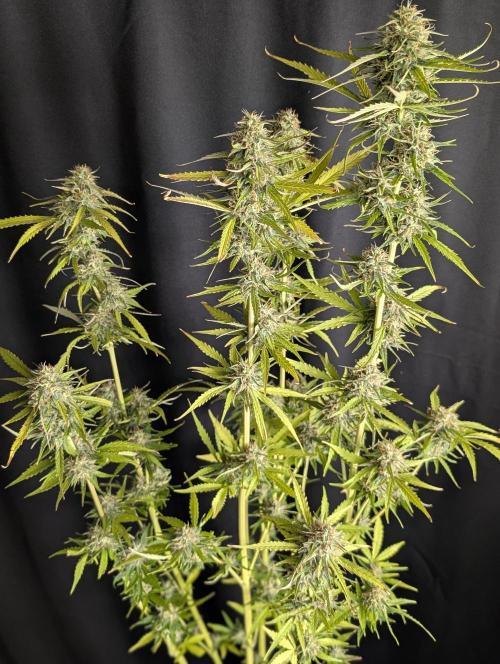 Purple Lemon Tree XLL x4. Week 10