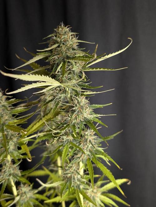 Purple Lemon Tree XLL x4. Week 10