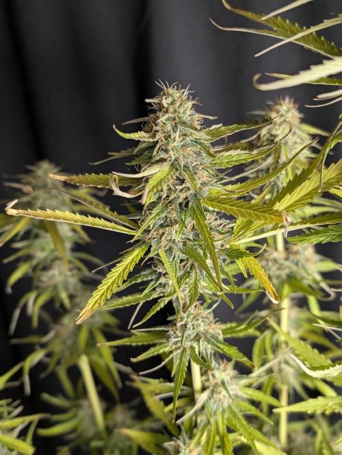 Purple Lemon Tree XLL x4. Week 10