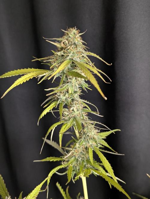 Purple Lemon Tree XLL x4. Week 10