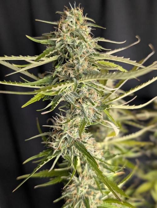 Purple Lemon Tree XLL x4. Week 10