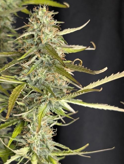 Purple Lemon Tree XLL x4. Week 10
