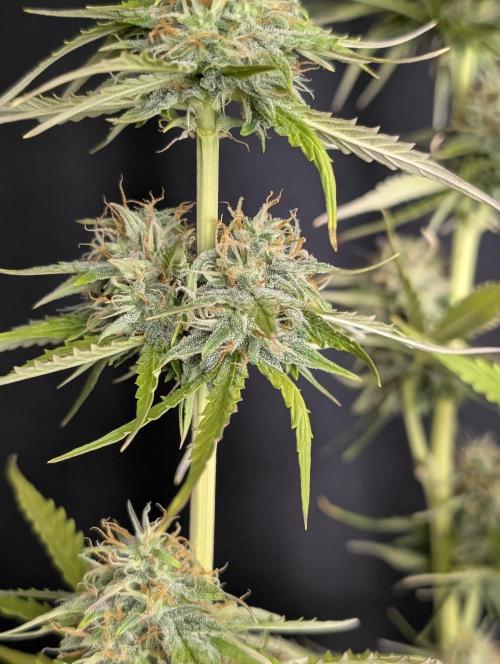 Purple Lemon Tree XLL x4. Week 10