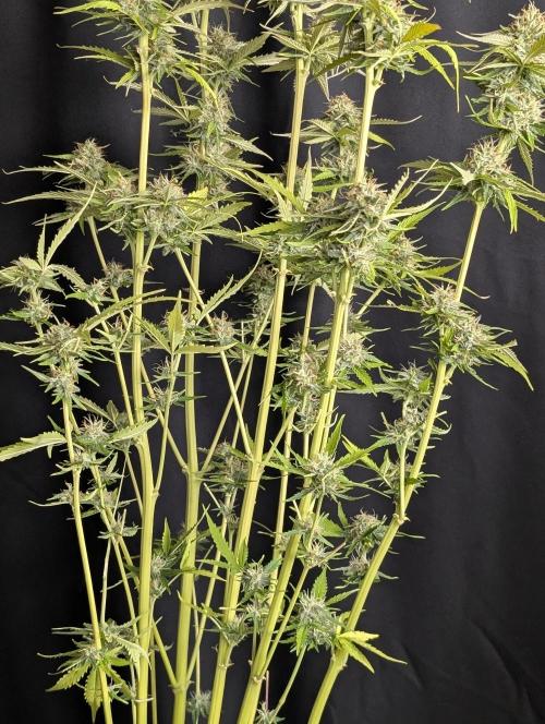 Purple Lemon Tree XL Auto. Week 10