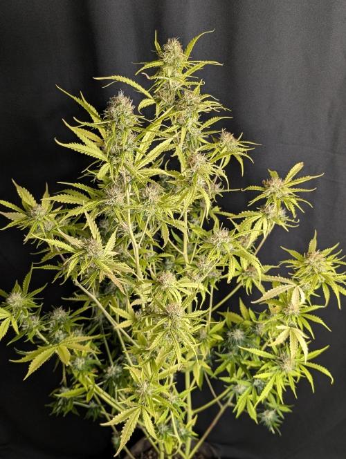 Sweet Mango Auto x4. Week 10 - 1