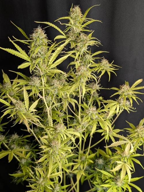 Sweet Mango Auto x4. Week 10